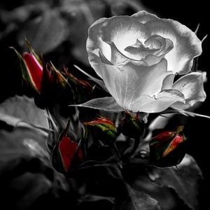 Meet your Posher, Jane